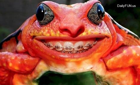 Funny Animals: Funny Frog Photos