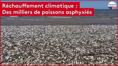 R Chauffement Climatique Des Milliers De Poissons Asphyxi S Youtube