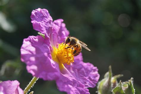 At mealtime, honey bees prefer country blossoms to city blooms