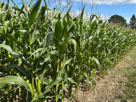 GTH - Agriculture & Sedgemoor Auction Centre - Greenslade Taylor Hunt