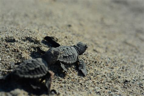 Il Primo Nido Di Caretta Caretta Del In Calabria Il Rifugio