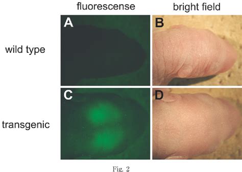 figure    vivo visualization  estrogen receptor alpha gene