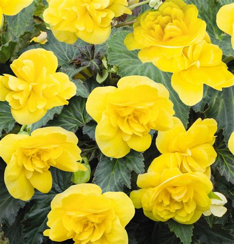 Nonstop® Joy Yellow - Tuberous Begonia - Begonia x tuberhybrida ...