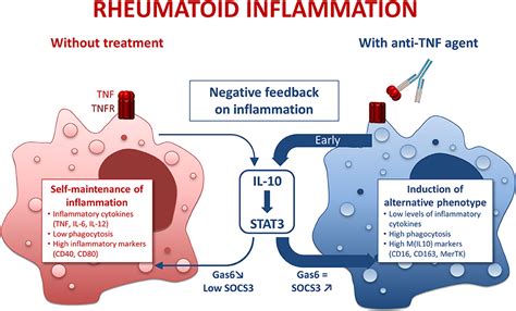 Frontiers Polarization Of Rheumatoid Macrophages By Tnf Targeting