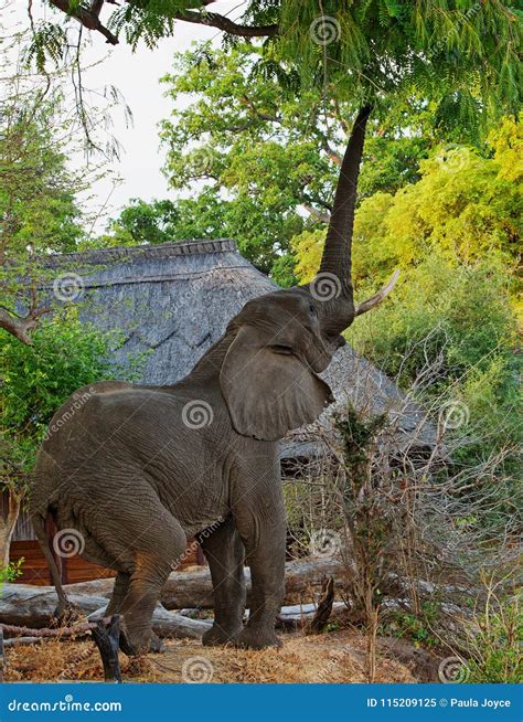 African Elephant Reaching Up To a Tree with Trunk Extended Trying To