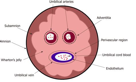 Diagram Feather Umbilicus Diagram Mydiagramonline