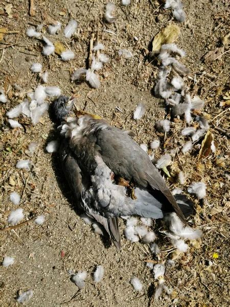 Dead Dove Stock Photos Royalty Free Dead Dove Images Depositphotos