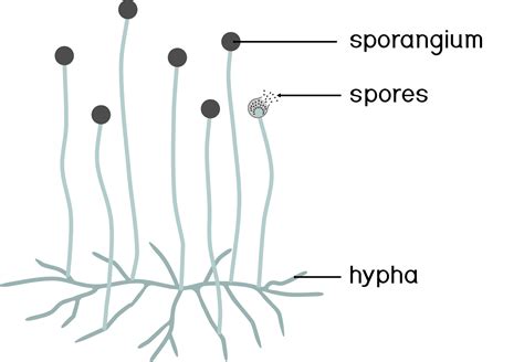 Other Types Of Asexual Reproduction — Lesson Science Cbse Class 10