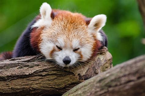 Sleeping Red Panda Wallpaper