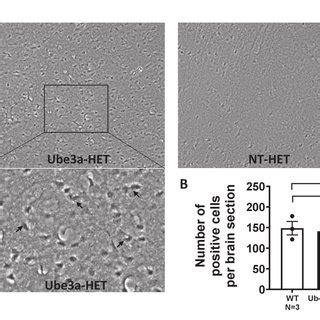 Immunohistochemical Analysis Of UBE3A Expression In Cortex Of The Mouse