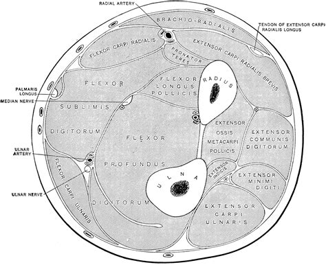 Transverse Section Through Arm Clipart Etc