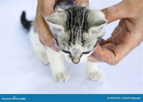 Cute Tiny Kittens Tits Of Cat Fry Tiny Kittens Eating Their Food Stock Photo Image Of Fresh