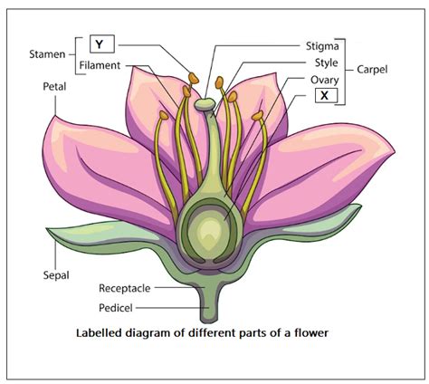 Draw The Diagram Of Any Flower Showing Its Parts