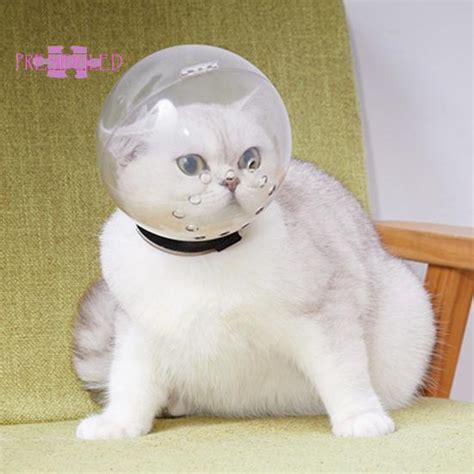 Как защитить бассейн от кошек - 86 фото