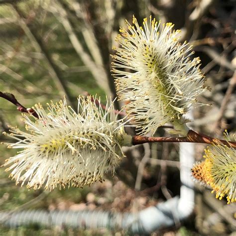 Salix Discolor 3 Pussy Willow Scioto Gardens Nursery