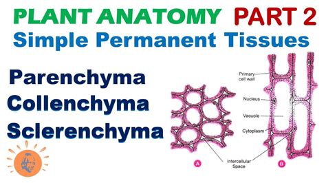 Plant Anatomy Parenchyma Collenchyma Sclerenchyma Simple