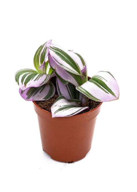 Tradescantia cerinthoides / 'Nanouk' – plantsandpapers