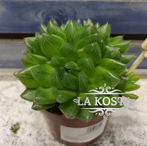 Купить Хавортия Купера от 348 рублей, доставка