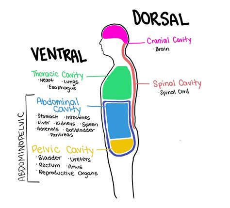 Thoracic Cavity Sonography Anus Spinal Cord Adrenals Study