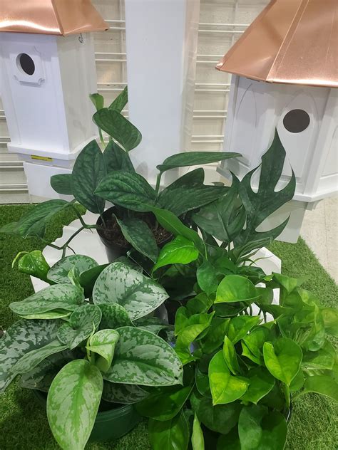 New Foliage Louisiana Nursery Home And Garden Showplace