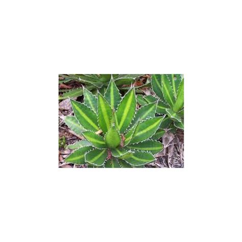 Agave Univittata Splendida 300mm