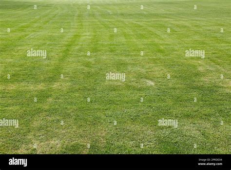Green Grass Cut Short Lawn Stock Photo Alamy