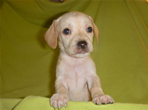 Chiweenie Chihuahua Dachshund Mix Info Temperament Puppies Pictures