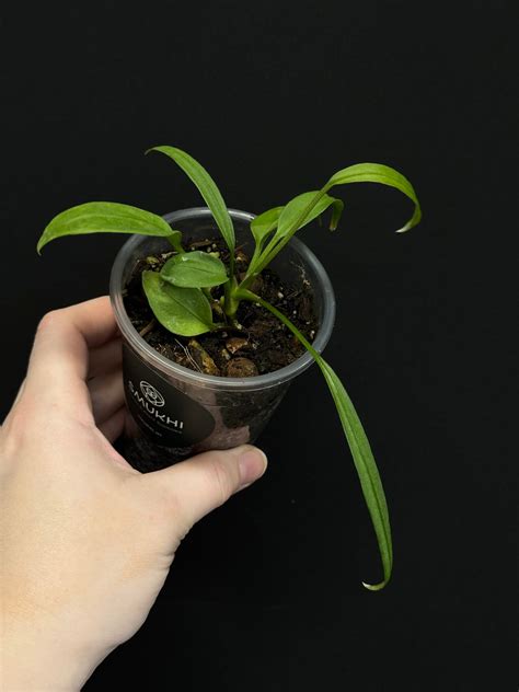 Anthurium Vittarifolium (S)