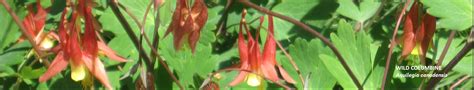 Invasive Vines Go Native Long Island