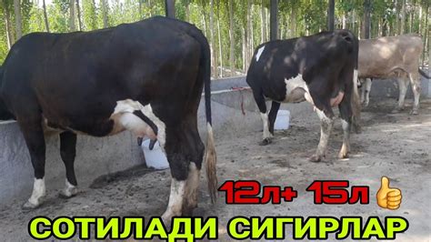 АРЗОН СУТИ КУП ЗУР СИГИРЛАР СОТИЛАДИ ☎️+998 93 445 25 44 SOTILADIGON ...