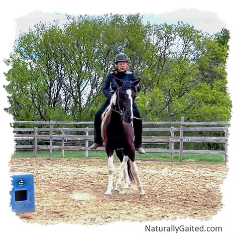 Starting A Gaited Horse Under Saddle Using Dressage Third Ride