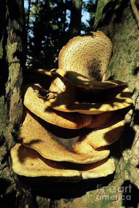 Dryad S Saddle Mushrooms 1 By John Wright Science Photo Library