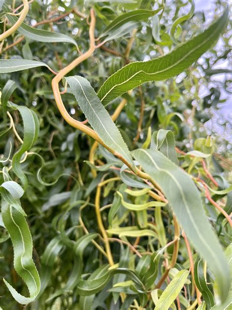 Nature Weeping Willow Free Photo On Pixabay Pixabay