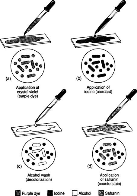 Staining Techniques