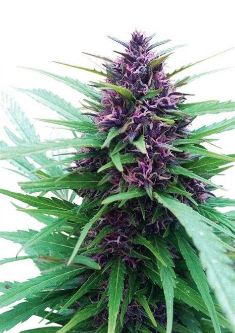 Purple Kush - Cannabis seeds - SeedSpotter