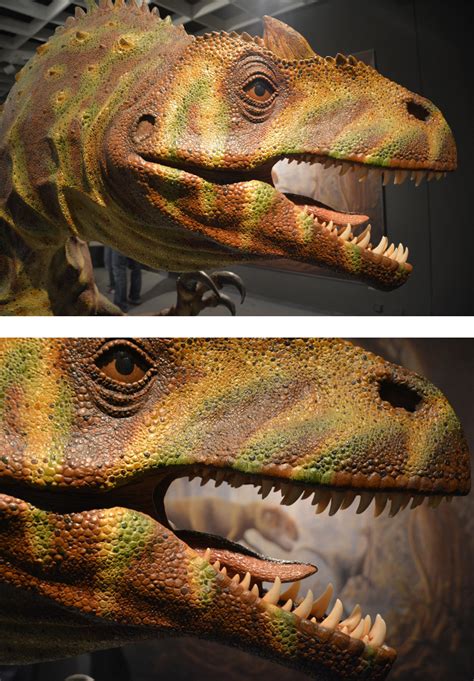 Allosaurus 1 - Medienwerkstatt-Wissen © 2006-2025 Medienwerkstatt