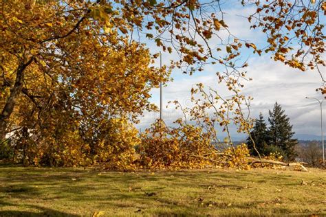 Wind Storm Fallen Treee Branches In Everett Wa Stock Image Image Of