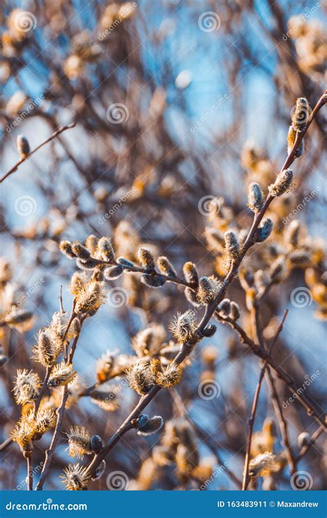 Blooming Willow Branch Beautiful Pussy Willow Flowers Stock Image Image Of Focus Forest