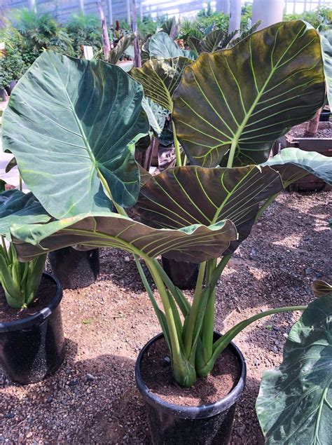 Alocasia Regal Shield LIVE PLANT Not Bulbs 2 3ft TALL Etsy