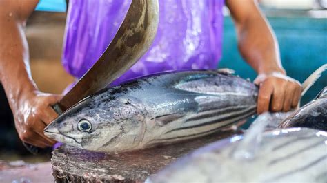 The Sharpest Tuna Machete In The World Tuna Cutting Master Skills