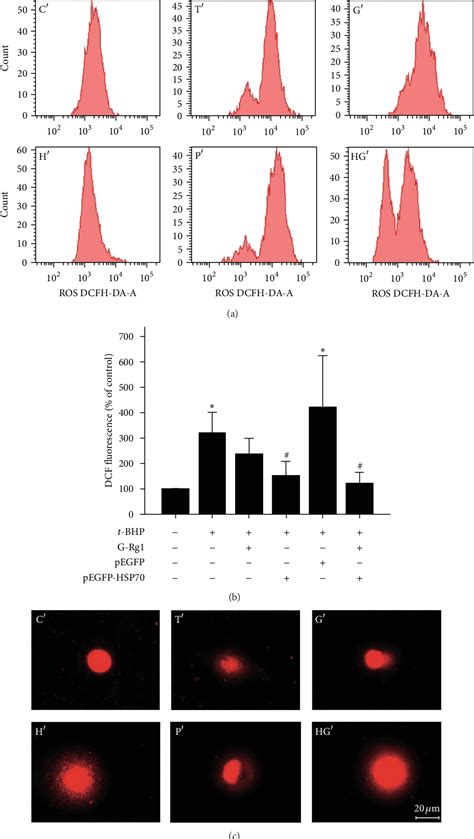 Figure 2 From The Synergistic Effects Of Heat Shock Protein 70 And