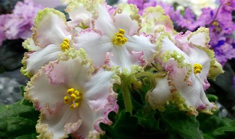 Фиалка Вивьен Ли Фото – Telegraph