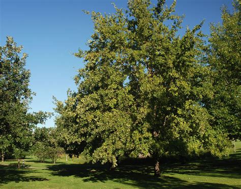 Quercus robur | Landscape Plants | Oregon State University