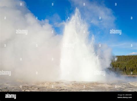 Fountain Geyser Erupting In Yellowstone National Park Stock Photo Alamy