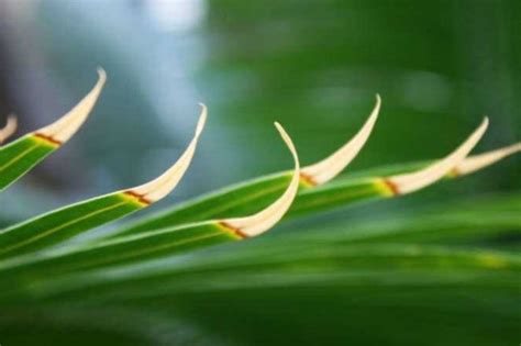 Por Estas Razones Se Secan Las Puntas De Las Hojas De Las Plantas