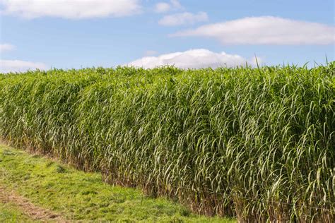 Meet The Tallest Grass In The World