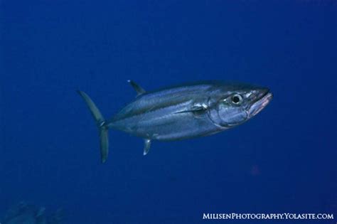 Putting Kosrae on the Map - Underwater Photography Guide