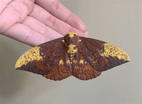 Imperial Moth I found today!! : moths