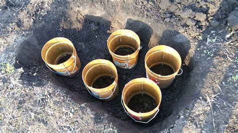 Жимолость технология выращивания - YouTube