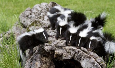 How To Get Rid Of Skunks Under Deck, Shed, Porch and House